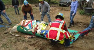 Life Saving Team Rescued Beautiful Palomino